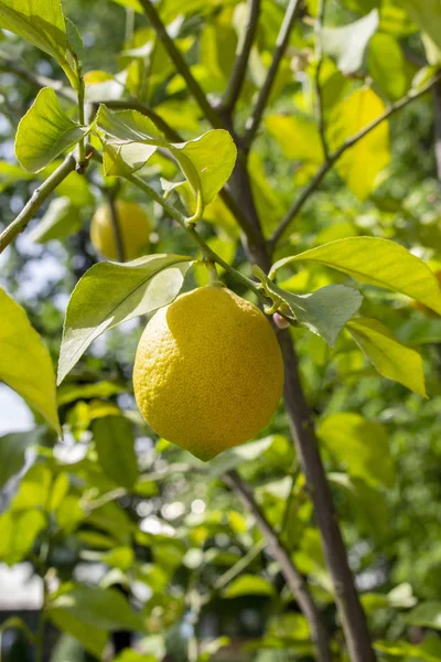 Lemon jeruk kuning matang tergantung di cabang dengan daun hijau. Buah matang pohon lemon segar asam alami aromatik — Stok Foto