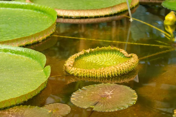 Victoria Amazonis'in açan yeşil yaprağı, su yüzeyinde genç bir yaprak ortaya çıkıyor