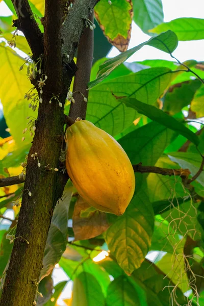 Kakao ağacı dalı üzerinde doğal egzotik kakao meyvesi
