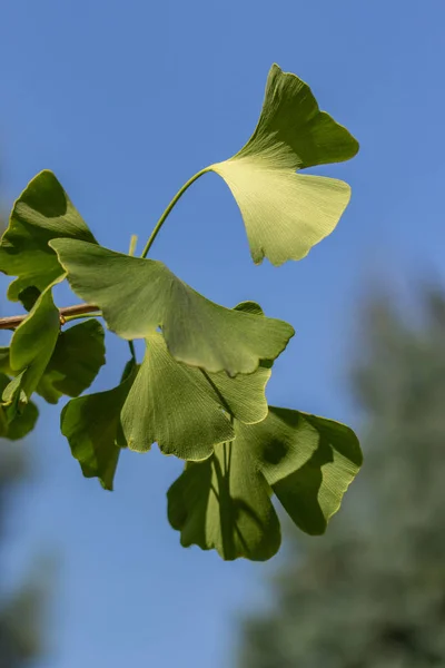 Zielone świeże liście Ginkgo biloba drzewa na tle błękitne niebo, pionowe. Roślina lecznicza Chińska Medycyna ziołowa — Zdjęcie stockowe