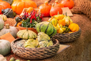 Çizgili ve sivilce ile Olgun melopepo zombi kabak. Sebze hasat festivali, birçok farklı kabak