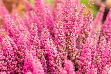 Çiçek heather erica zarif, pembe sonbahar çiçekleri, arka plan duvar kağıdı yatay, seçici odak, bahçe dekor
