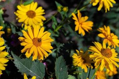 Blooming Heliopsis helianthoides çiçek sarı çiçekler. Asteraceae ailesinde otsu bir bitki. Yatay çiçek arka plan.