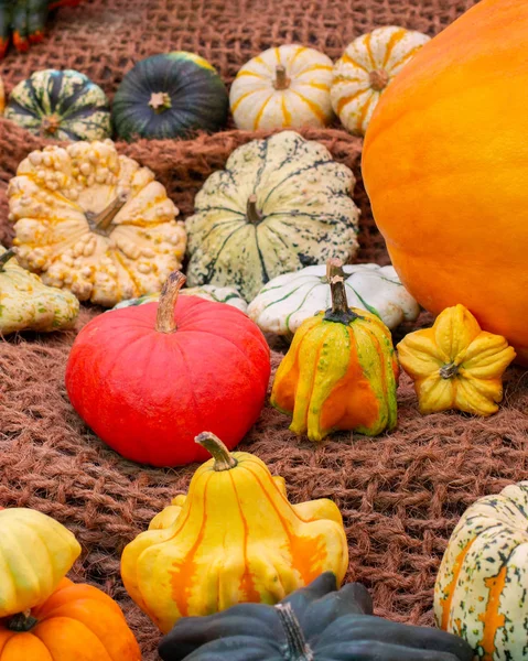 Uma pilha de abóboras decorativas maduras num festival de colheitas. Laranja abóbora madura, listrado abóbora zumbi, natureza morta vertical — Fotografia de Stock