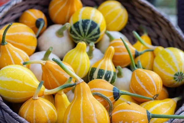 Las calabazas Kleine Bicolor pertenecen a la familia Lagenaria siceraria. Montón de verduras en una canasta, fiesta de la cosecha — Foto de Stock