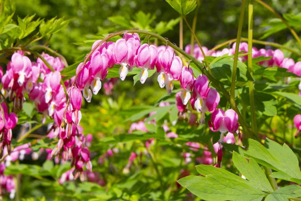 Blooming Dicentra Spectabilis of the Papaveraceae family. Popular name Bleeding Heart, Pink purple flowers in the shape of a heart with a white drop on the tip