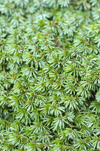 Evergreen coniferous juniperus juniperus bright green color background texture close-up — 스톡 사진