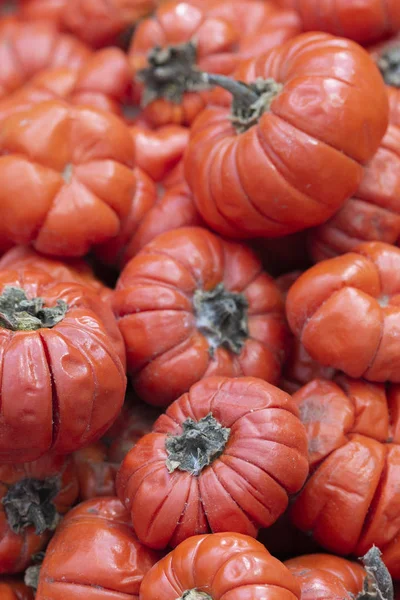 Egzotik meyve Solanum aethiopicum Jil, Sahte Domates, Balkabağı Çalısı, sebzeler
