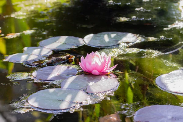 Vattenlilja, Tender rosa lotus blommor i en damm med blad i naturen. Blommande lotus i vattnet — Stockfoto