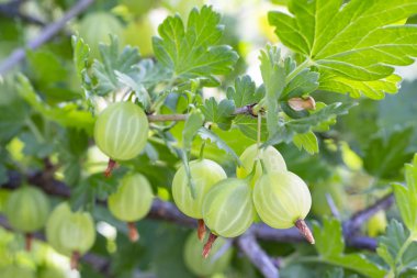 Fruits of the gooseberry Ribes uva-crispa on a branch bush Nature. Ripe green berries Grossulariaceae Ribes with leaves. Garden fruit shrubs, farm fruit berries.