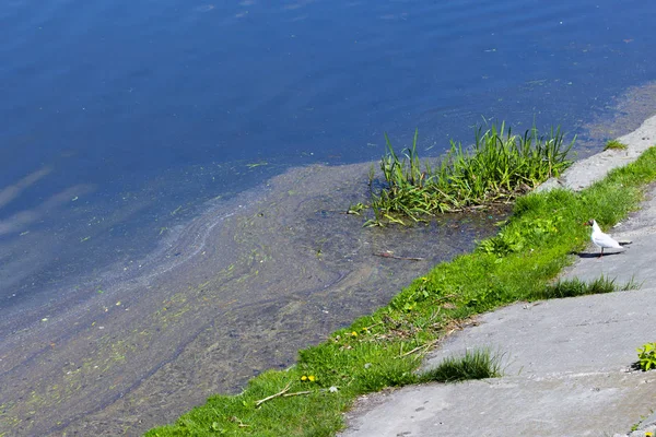 Pollution of rivers and lakes, the shore of a pond with oily mud, a seagull on the shore of a polluted reservoir. pollution, environmental issues