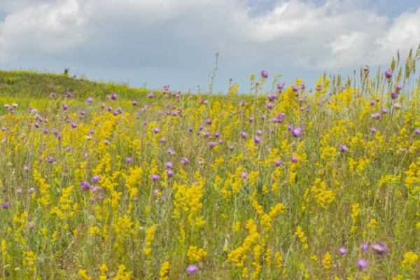 Fondo borroso, paisaje del prado de verano floreciendo con flores silvestres, verde lila amarilla. Brillantes hermosas flores de verano en el prado — Foto de Stock