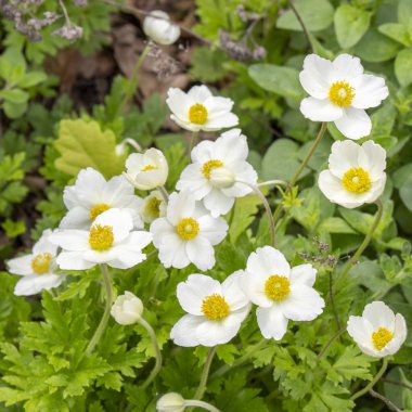Güzel beyaz çiçekli düğün çiçekleri şakayıklar, çuha çiçekleri kar damlaları. Vahşi çiçekler Anemone Sylvestris Ranunculaceae