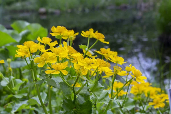 Marsh Marigold Caltha palustris yellow flowers against the backdrop of swamp pond water. Marsh flowers wild poisonous, Marigold Caltha used in homeopathy, selective focus — стокове фото