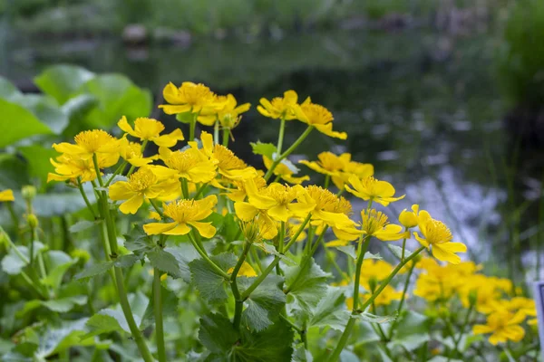 Marsh Marigold Caltha palustris yellow flowers against the backdrop of swamp pond water. Marsh flowers wild poisonous, Marigold Caltha used in homeopathy, selective focus