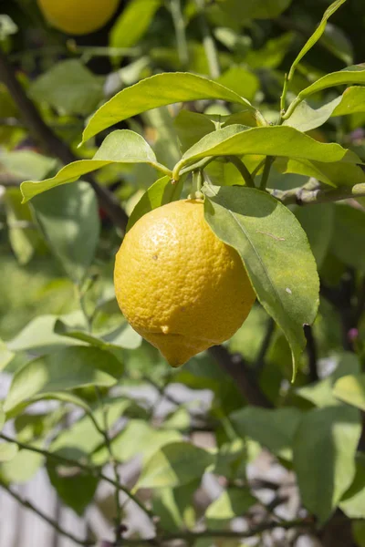 Lemon kuning matang tergantung di cabang. Buah lemon asam tergantung pada cabang pohon sitrus di antara daun hijau — Stok Foto
