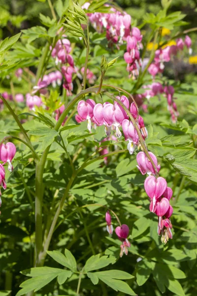 Dicentra Bleeding Heart spring bloom garden decorative flowers. Long bunches of pink flowers heart. Beautiful flowers of unusual shape Blooming Dicentra Spectabilis