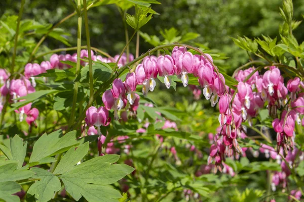 Dicentra Bleeding Heart long branches of clusters with pink flowers Heart. Garden decorative perennial plant. Beautiful flowers of unusual shape