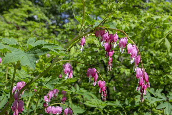 Blooming Bleeding Heart Plant is a herbaceous plant of the Dicentra Spectabilis family of Papaveraceae. Pink flowers with a white tip, beautiful carved leaves. Decorative garden flowers