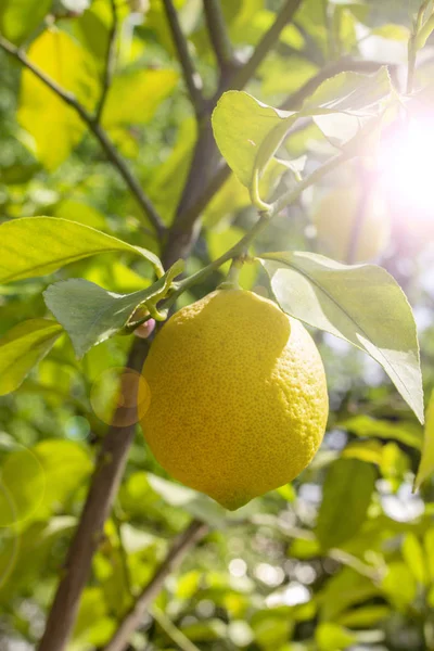 Mogen citronfrukt hängande på en gren, soleruption. Gul frukt citron citrus naturliga färska med blad. Citronträd Frukt — Stockfoto