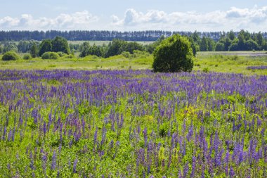 Çiçekli çayır lupinleri, birçok Lupinus lupinleri mavi çiçeklerle dolu bir tarla. Arka planda vahşi lup çayırları çiçek açıyor. Vahşi çiçeklerle dolu güzel bir manzara.