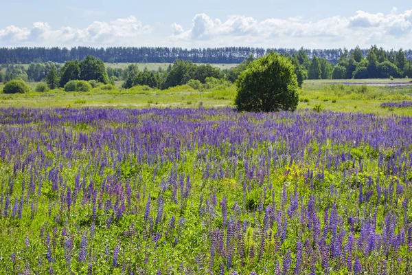 Los altramuces florecientes del prado, muchos altramuces de Lupinus un campo de flores azules. Paisaje de fondo floreciendo pradera de altramuz salvaje. hermoso paisaje con flores silvestres — Foto de Stock