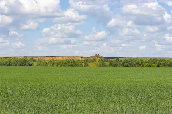 Soleado paisaje de verano, campo de trigo verde, cielo nublado, hoyo de arena en el horizonte . — Foto de Stock