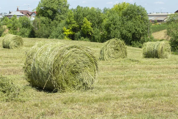 Foin à la campagne. De grandes bobines rondes de foin se tiennent sur un champ d'herbe coupée . — Photo