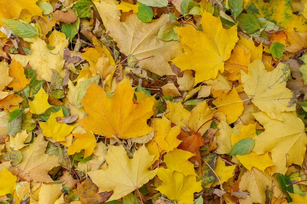 乾燥したカエデから秋の背景は地面に残します。自然公園にはたくさんの美しい新鮮な葉が散らばっています。 — ストック写真