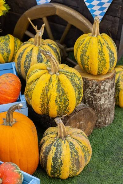 Calabazas de rayas grandes verde amarillo, primer plano. Calabaza de Halloween — Foto de Stock