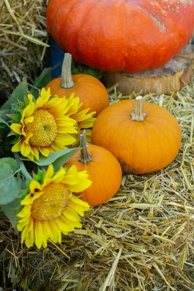 La naturaleza muerta vertical de Acción de Gracias, las calabazas en el pajar. Hermosa naturaleza muerta con girasoles de calabaza y flores — Foto de Stock