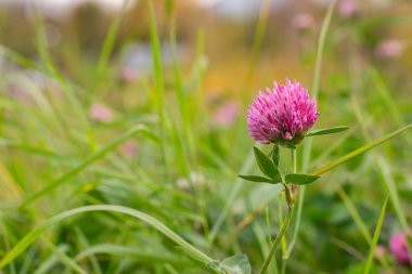 Yeşil çimenlerin arka planında taze pembe yonca çiçeği. Çiçekli çayır otu, arka plan