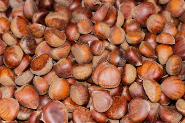 Olgun kestane meyveleri, Castanea sativa seti, yiyecek arka planı. Kahverengi kestane