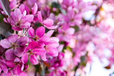 Çiçekli elma ağacı, yakın planda pembe yengeç çiçeği. Bahar çiçekli elma bahçesi