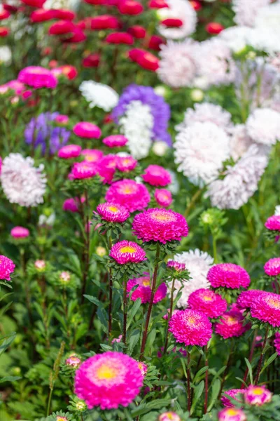 Fiori di fiori rosa Callistephus in giardino. Bella rosa brillante fiore aster, fiore autunnale di fiori decorativi giardino — Foto Stock