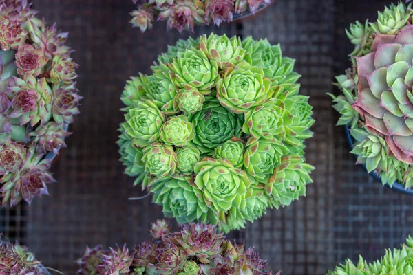 Sempervivum tectorum Houseleek plant top view. Green succulent leaves of Houseleek. Crassulaceae family is an exotic succulent, also called stone rose. — Stock Photo, Image