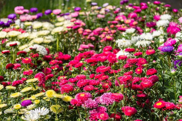 Molti fiori Callistephus rosso rosa bianco, giardino fiorito, sfondo orizzontale. Daisy astri di diversi colori — Foto Stock