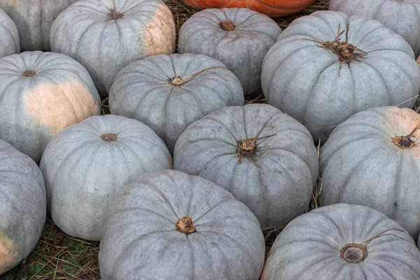 Calabazas verdes pálidas maduras Cucurbita moschata Duchesne Sweetie, fondo. Fiesta de la cosecha, manojo de calabazas de nuez moscada — Foto de Stock