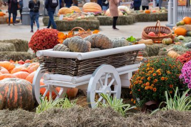 12-10-2019, Moskova, Rusya. Golden Autumn bir hasat festivali. Şenlikli dekorasyonlar, beyaz ahşap araba, biberli balkabakları ve papatya kasımpatı çiçeği..