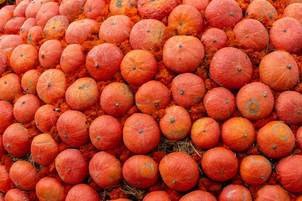 Ein Haufen reifer orangefarbener Kürbisse, Gemüseernte, Nahrungsmittelhintergrund. Landwirt Bioprodukt — Stockfoto