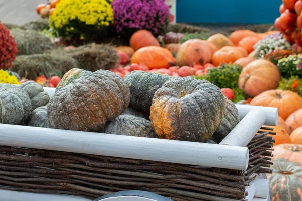 Espinillas calabazas verdes en un carro. Cosecha de hortalizas — Foto de Stock