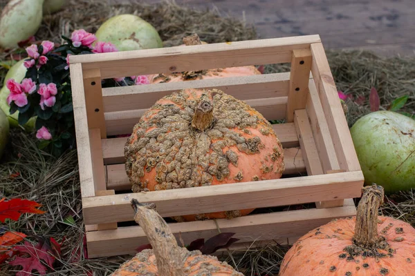 Calabaza zombi en una caja de madera, cosechando verduras. Calabaza irregular con crecimientos — Foto de Stock