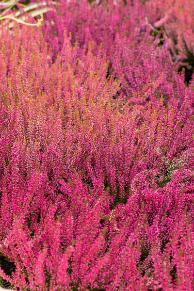 Blossom Heather Calluna fondo fondo fondo de pantalla vertical. Flores de brezo rojo — Foto de Stock