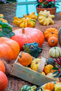 Farklı türde balkabakları, turuncu yeşil sarı. Çiftlik hasat festivalinde olgun balkabağı, dekoratif cüce balkabağı çeşitleri