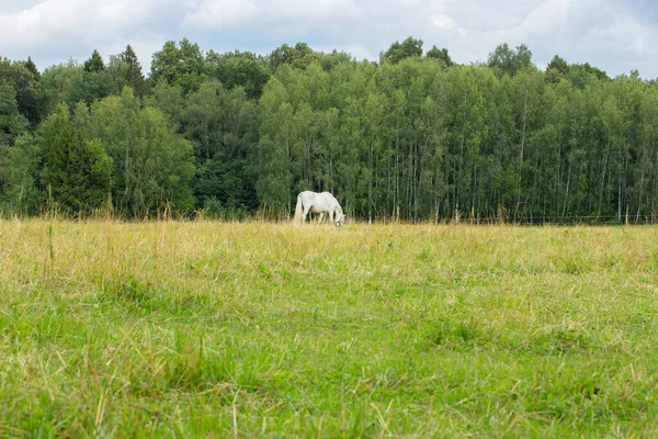 Un solo caballo blanco roza en un prado. Paisaje verde de campo con campo de hierba y bosque en el fondo — Foto de Stock