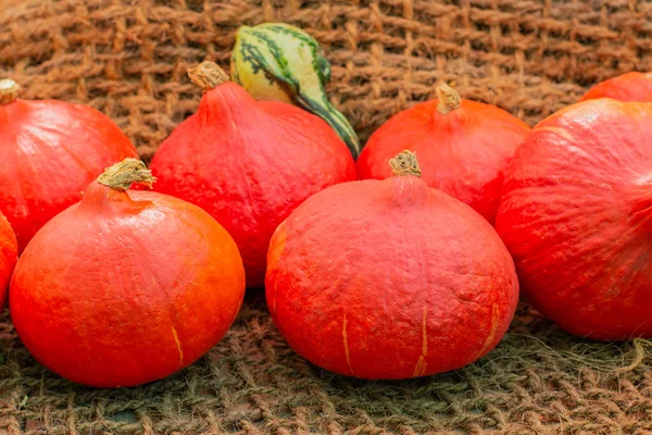 Calabazas naranjas maduras en dos filas. Feria de verduras, calabaza redonda de calabaza brillante — Foto de Stock