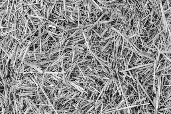 Black and white texture, dry hay straw top view, backdrop background. Dry cereal plant