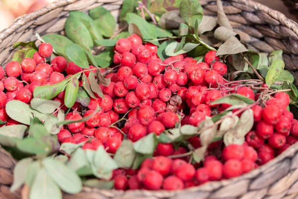 Luminoso maturo grande cenere di montagna rossa, bacche di sorbo. Raccolta autunnale di frutti di bosco — Foto Stock