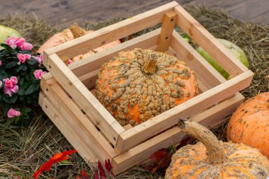 Hasat festivalinde tahta bir sandıkta yamalı zombi kabağı. Olgun balkabağı, sivilceler ve balkabağında büyümeler