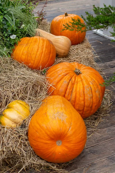 Calabazas anaranjadas enormes, naturaleza muerta vertical del otoño. Granja pajar rural con un montón de calabazas, fiesta de la cosecha — Foto de Stock